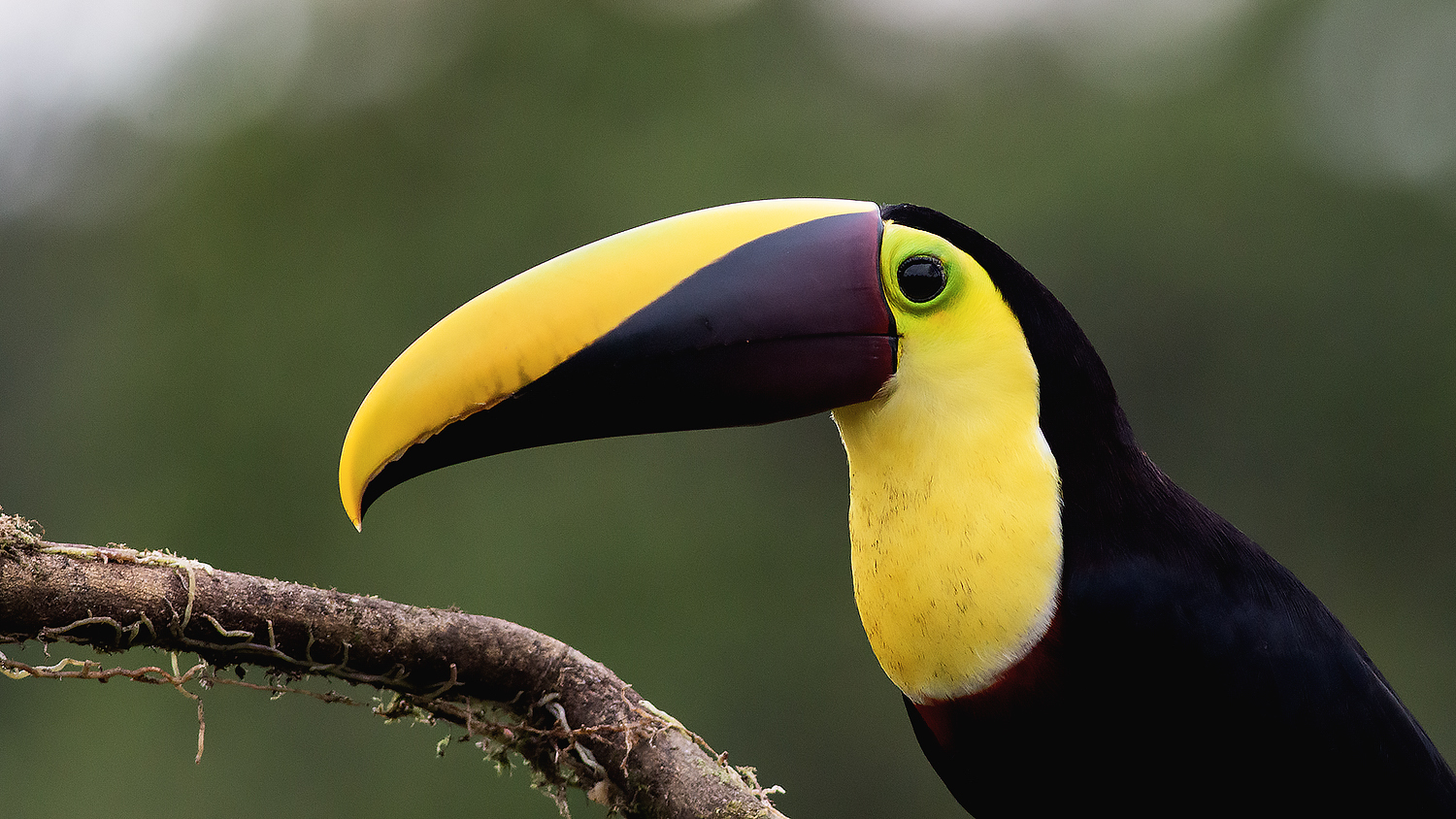 Yellow-throated Toucan
